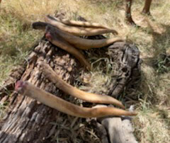 Kangaroo tails ready for cooking.