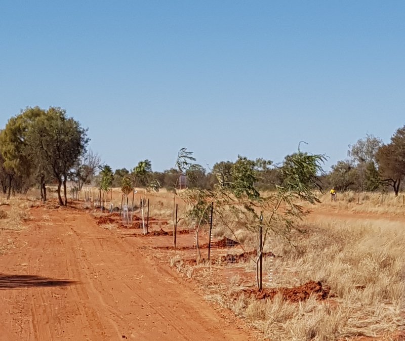 Row of newly planted trees in Nturiya