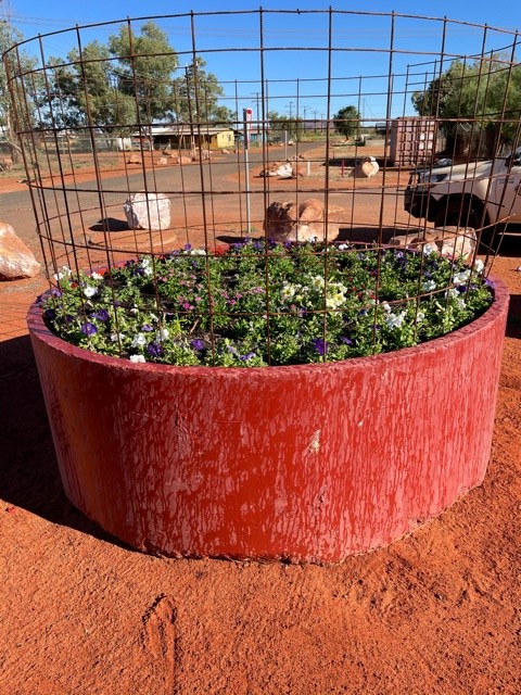 Flower bed at Nyirripi