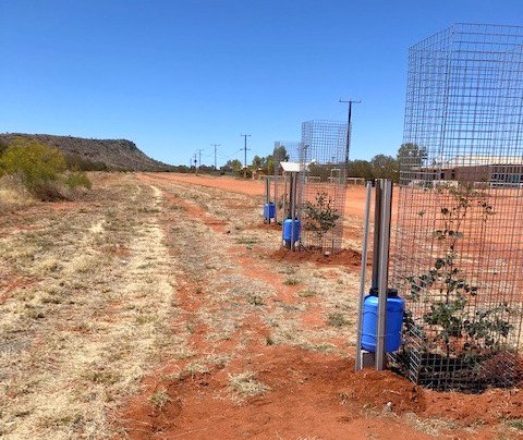 Some of the trees with their new basins and watering systems.