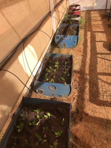 Tomatoes, onion, silver beat, chillies, and herbs in the planting beds.